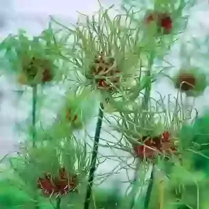 Vineale Hair